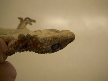 Media type: image;   Herpetology R-183771